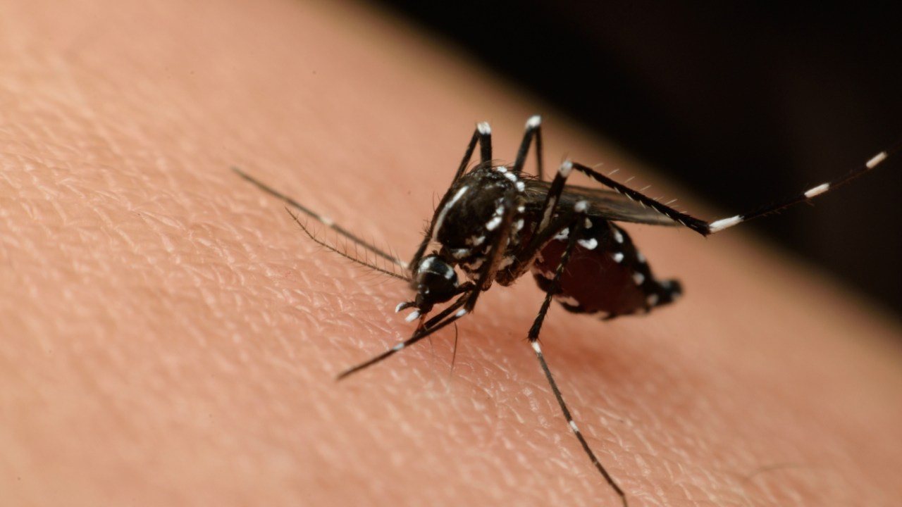zika vírus
