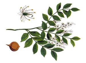Copaiba Balsam (Copaifera officinalis) Copaiba Balsam (Copaifera officinalis)