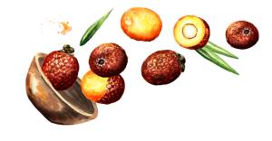 Bowl with ripe buriti fruit. Hand drawn horizontal watercolor illustration, isolated on white background Bowl with ripe buriti fruit. Hand drawn horizontal watercolor illustration, isolated on white background