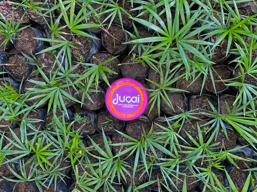 Juçaí, fruto 100% brasileiro, garante sabor, saúde e sustentabilidade