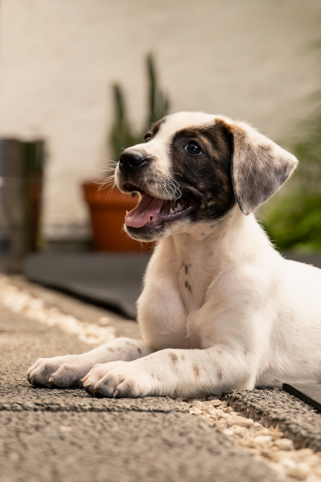 Rebel Yoga – 15 Puppy Yoga