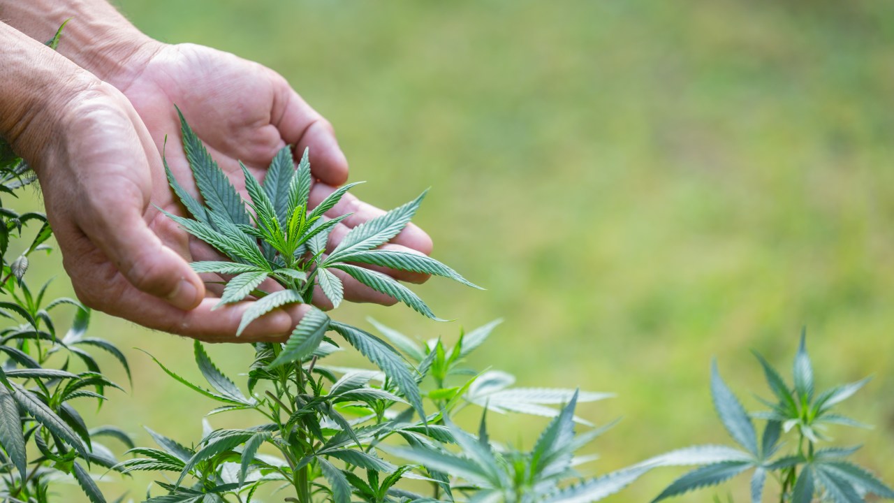 cannabis medicinal